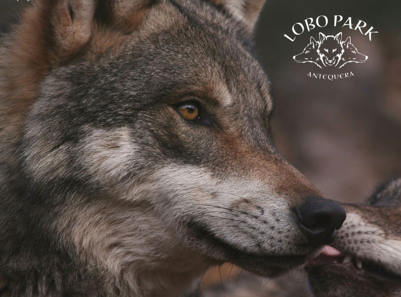 Lobo Park Antequera, a wolf sanctuary in the Malaga region
